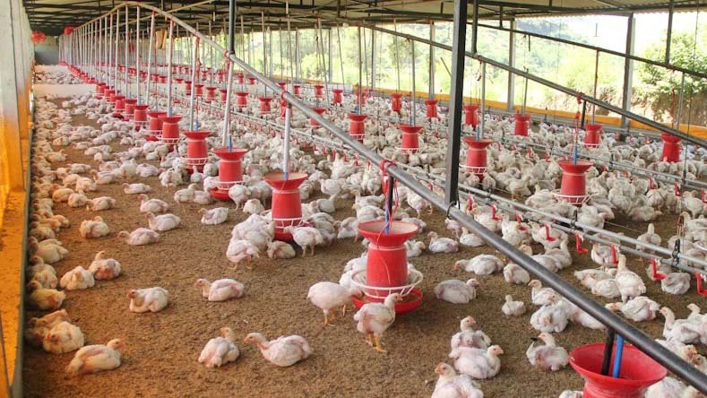 Best practices for broiler house cleaning